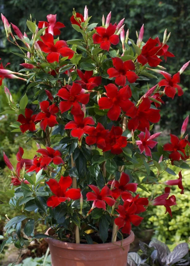 Mandevilla 'Sun Parasol'