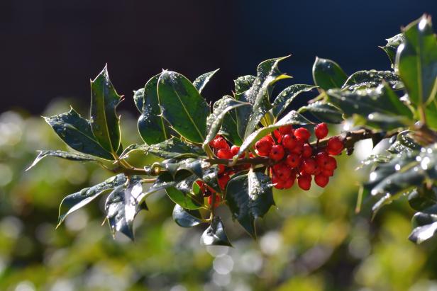 Winterberry Holly (Ilex verticillata) Winterberry Holly