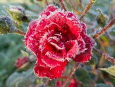 Frost-Covered Rose