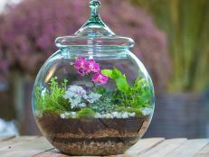 Terrarium with Mini Orchids, Tropical Plants, Fern, Air Plant and Moss