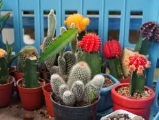 Container Cactus Garden