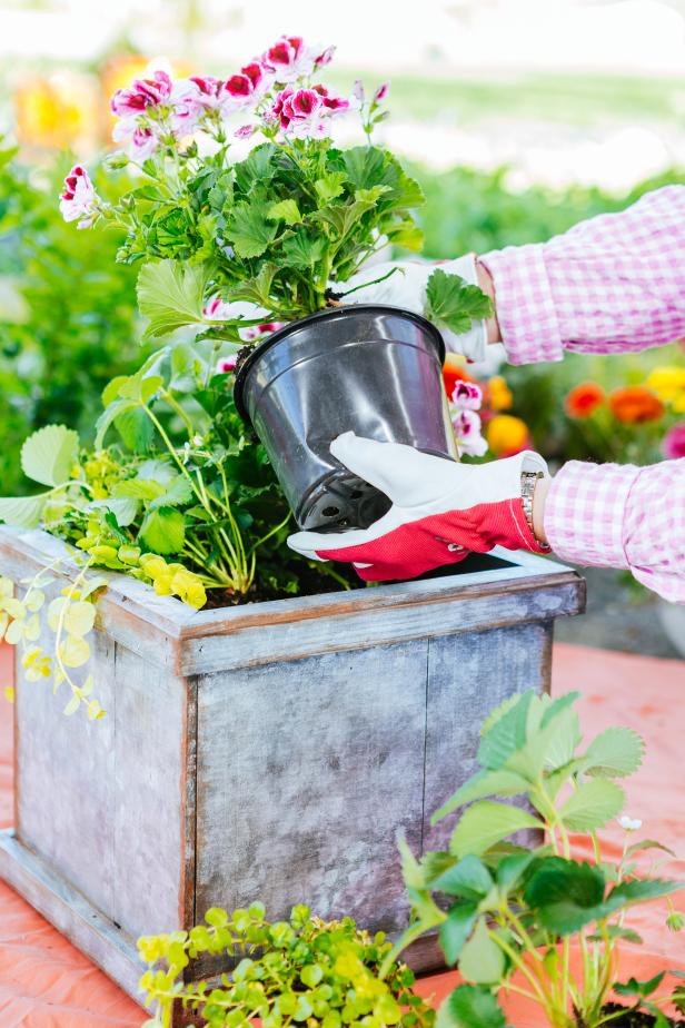 Adding Plants To Planter