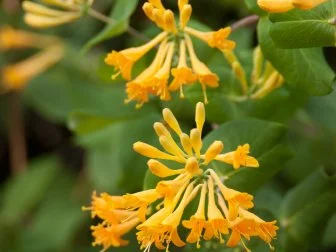 Hummingbird Plant