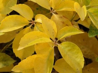 Vine With Good Fall Color