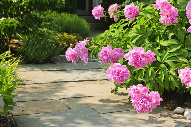 Peony Plant Peony Plant