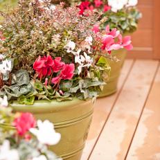 Green Pots of Red and White Cyclamen on Redwood Deck