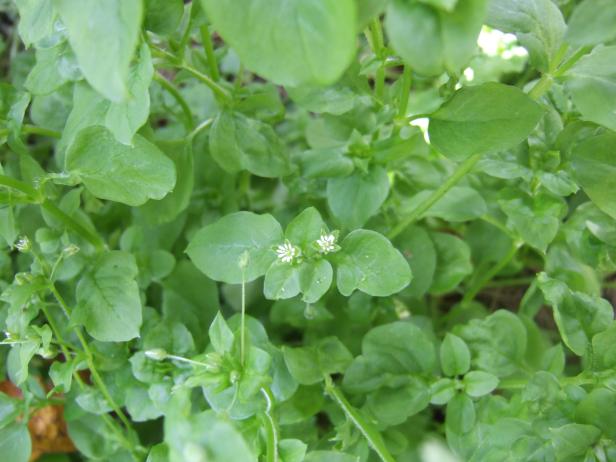 Chickweed In Bloom