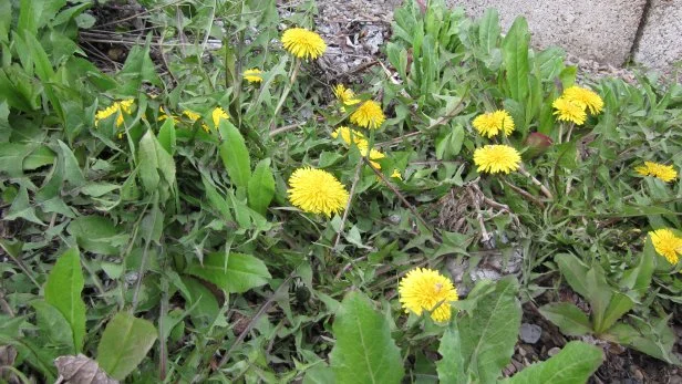 Dandelion Flowers