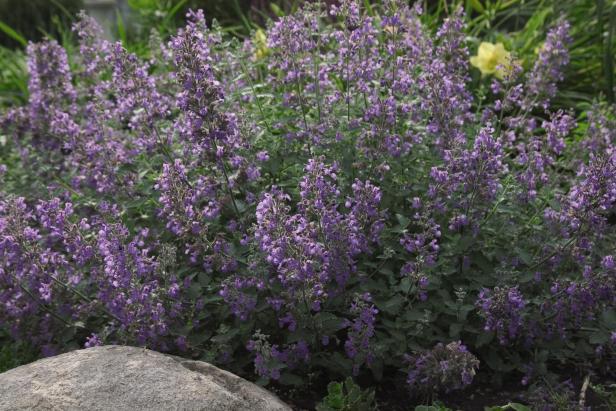 Catmint 'Walkers Low'