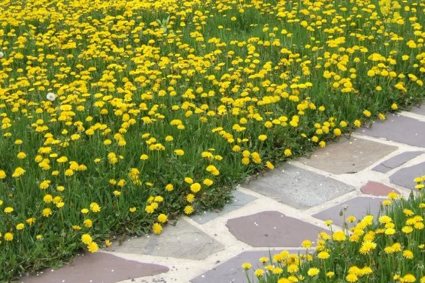 Massive Dandelion Infestation