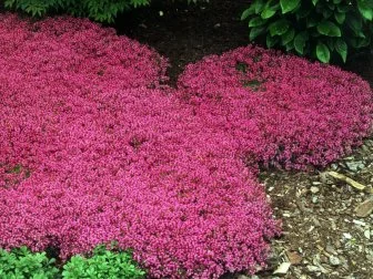 Thymus Praecox ‘Coccineus’