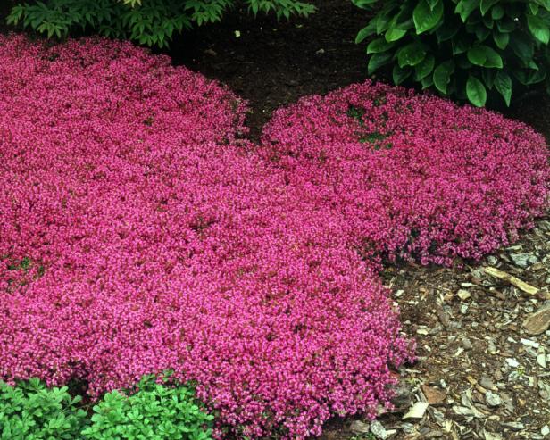 Thymus praecox ‘Coccineus’