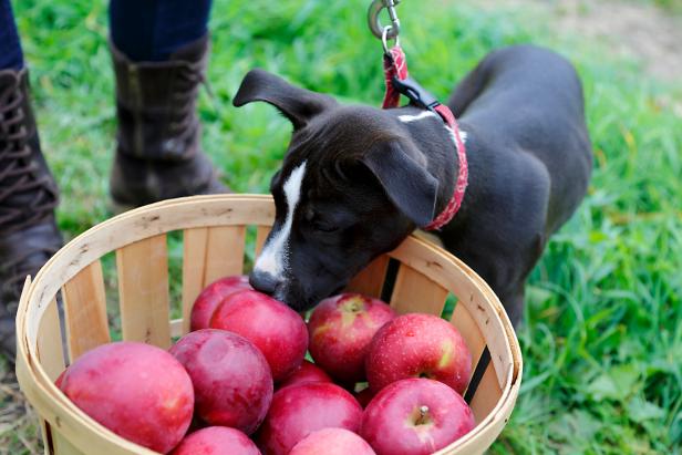 Bushel Basket Of Apples With Puppy