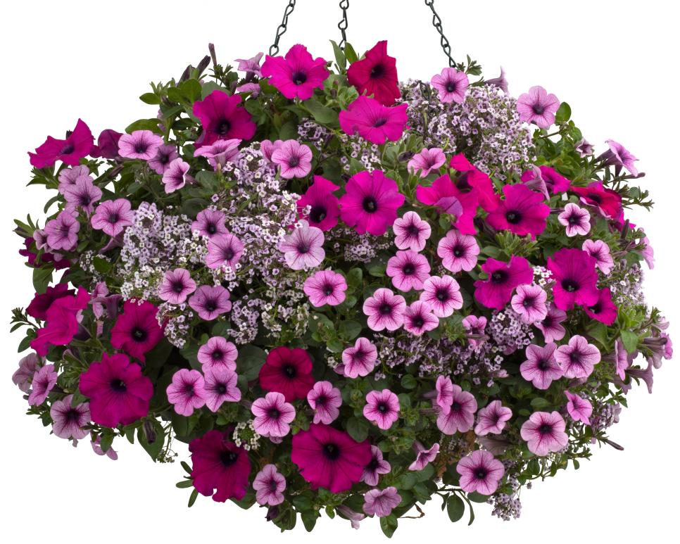 Pink Shades Hanging Basket Sweet Alyssum And Supertunia Hanging Basket