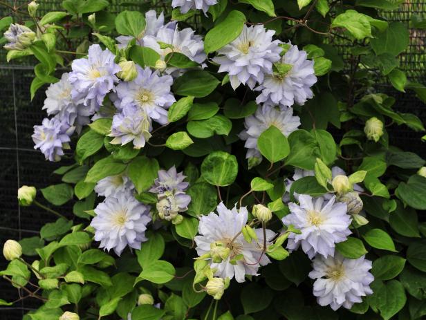Double Clematis