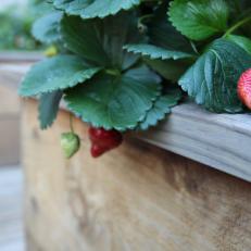 Strawberries in Raised Garden