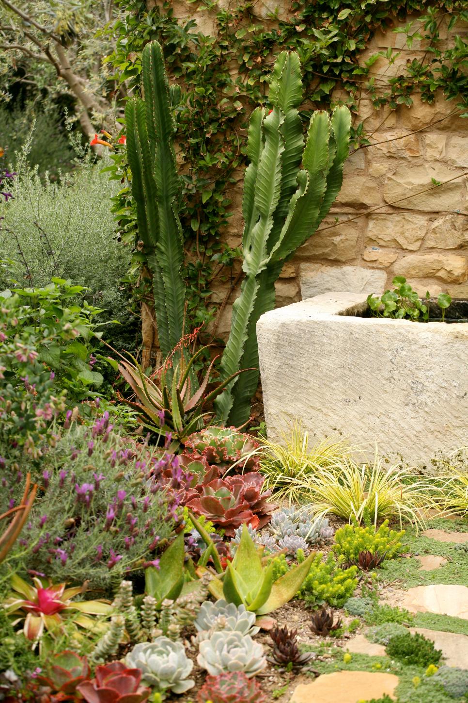 Succulent Garden Succulent Garden
