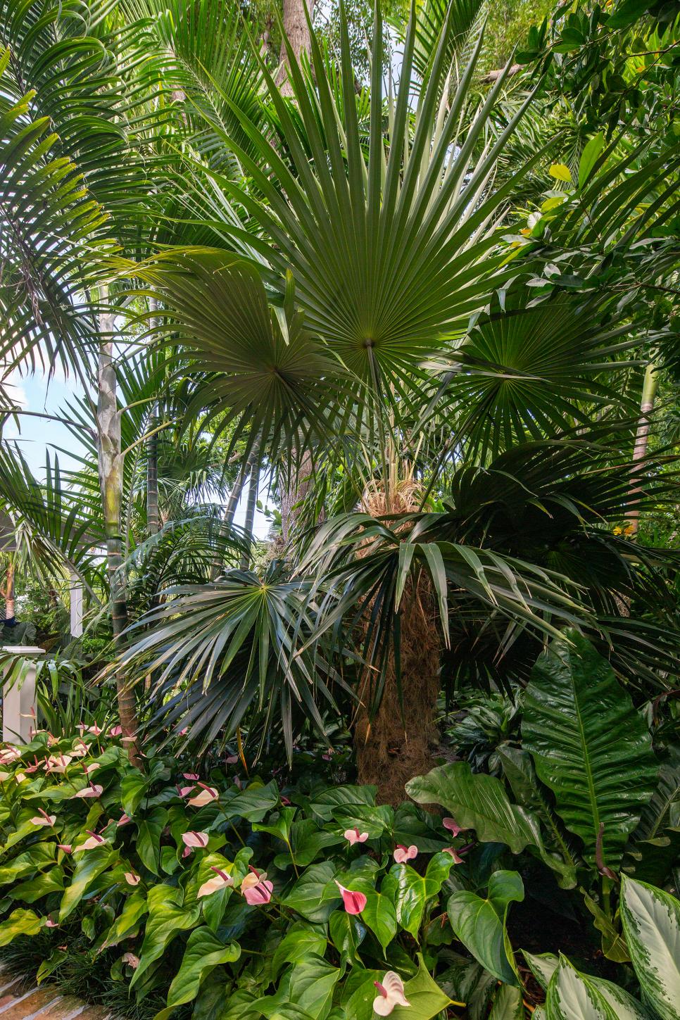 Tropical Garden Tropical Garden
