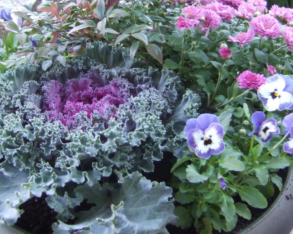 Cool Season Plant Combination Flowering Kale, Viola, Garden Mum