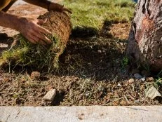 Unrolling Sod