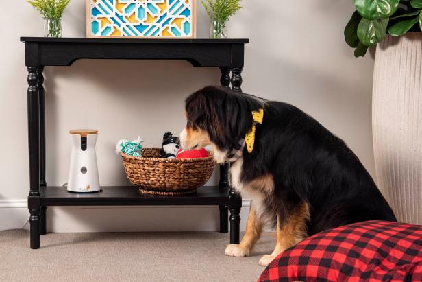 Dog inside next to console table with dog camera and treat dispenser