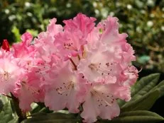 Rhododendron 'Dandy Man Color Wheel'
