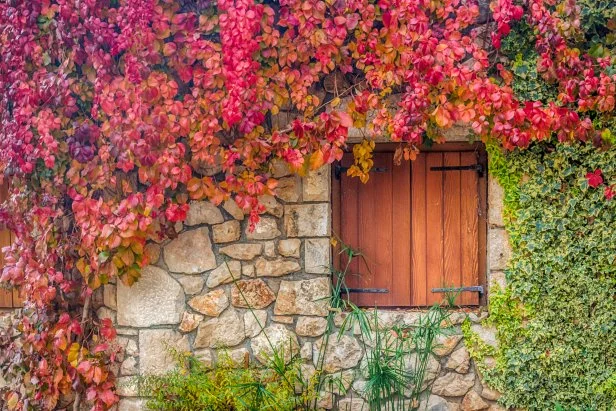 Virginia creeper against wall