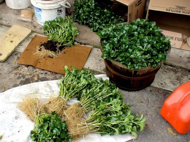 Variegated Evergreen Groundcover