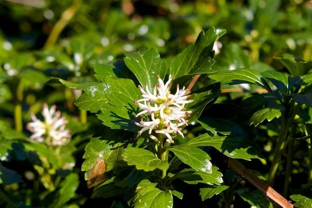 Evergreen Groundcover In Bloom