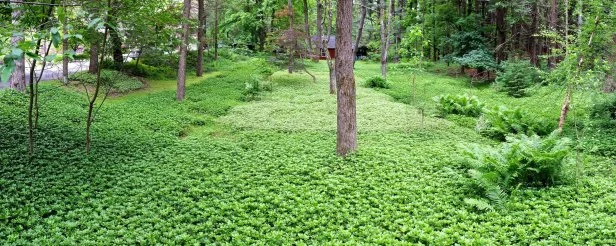 Evergreen Groundcover Beneath Trees