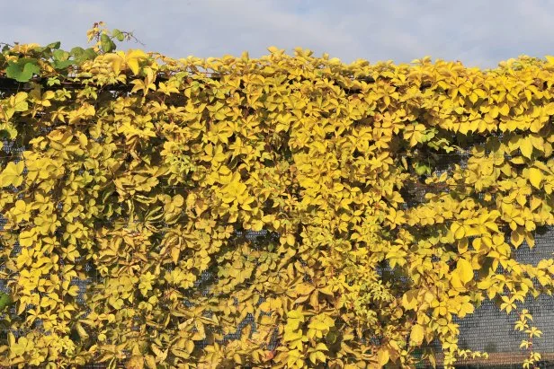 ‘Yellow Wall’ Virginia creeper