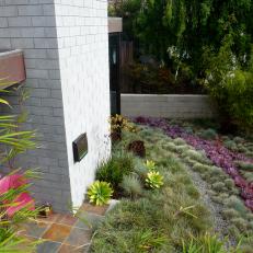 Drought-Tolerant Garden With Purple Plants