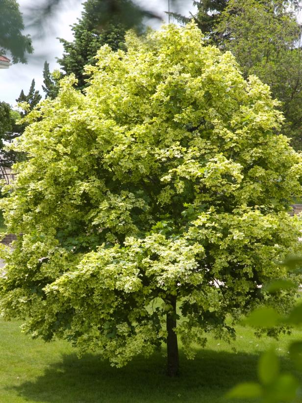 Different Kinds of Maple Trees | HGTV
