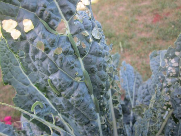 Cabbage Worms Vegetable Pests