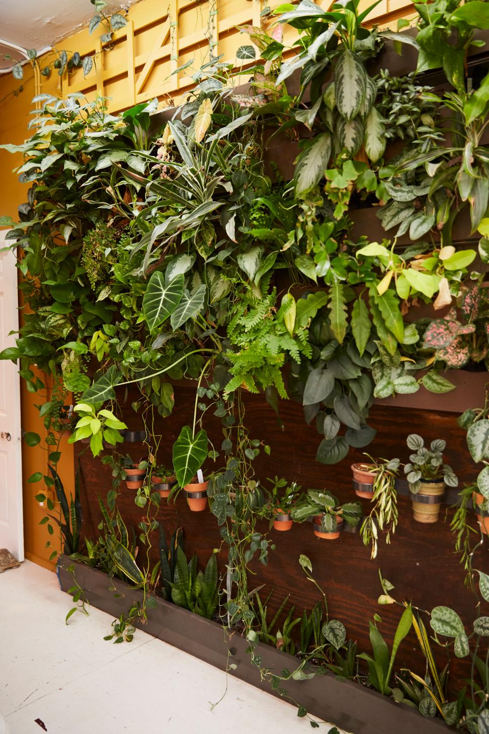 A Vertical Plant Wall Sits on Top of a Vibrant Yellow Wall A Jungle Feel Is Created With a Vertical Hydroponic Plant Wall