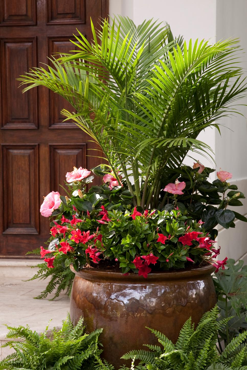 Tropical Container Garden Palm, Hibiscus And Mandevilla