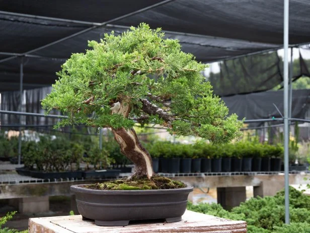 Juniper Bonsai with Shari Carving