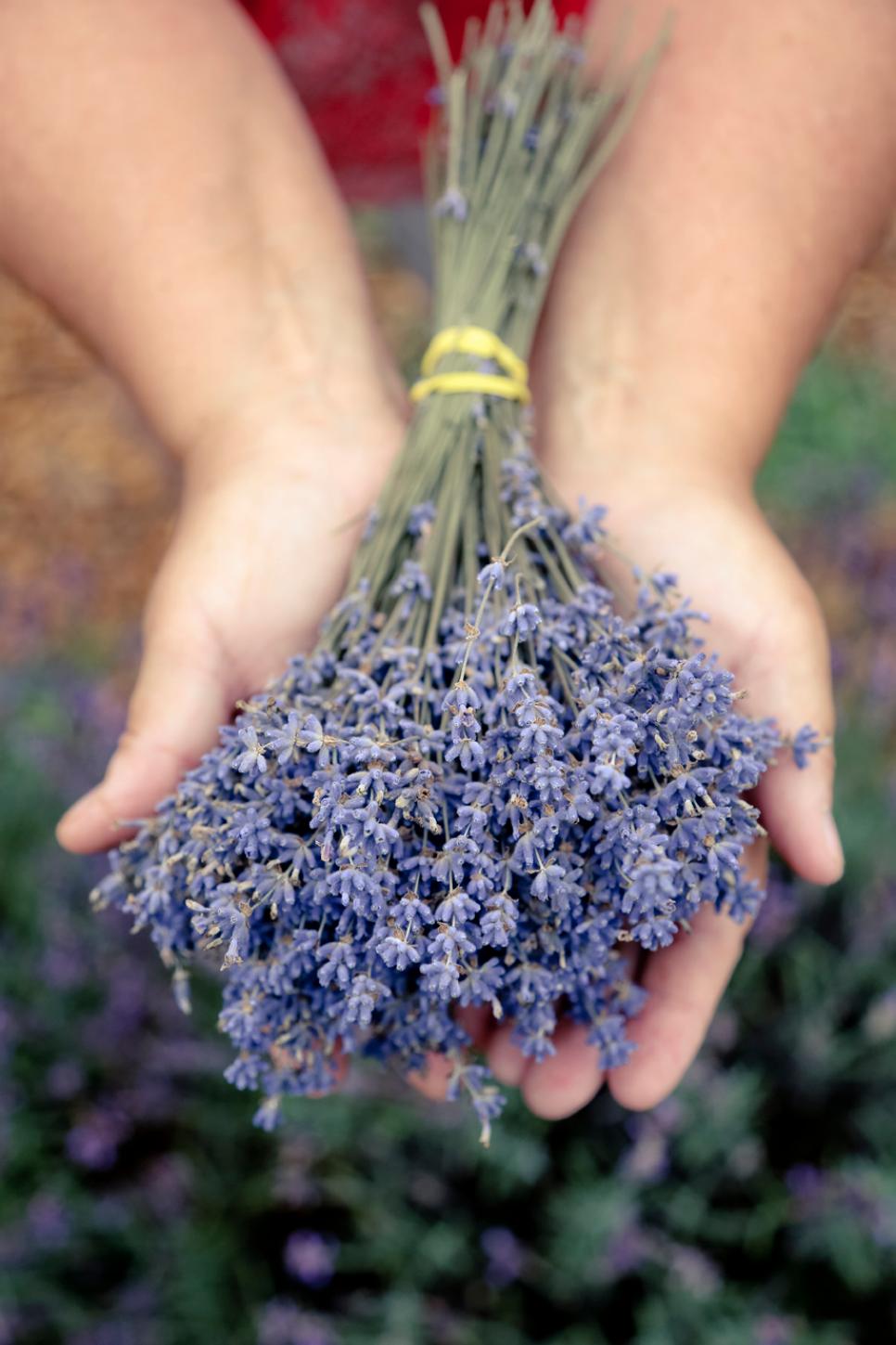 Lavender Bathing Benefits Hands Holding Bushel of Lavender