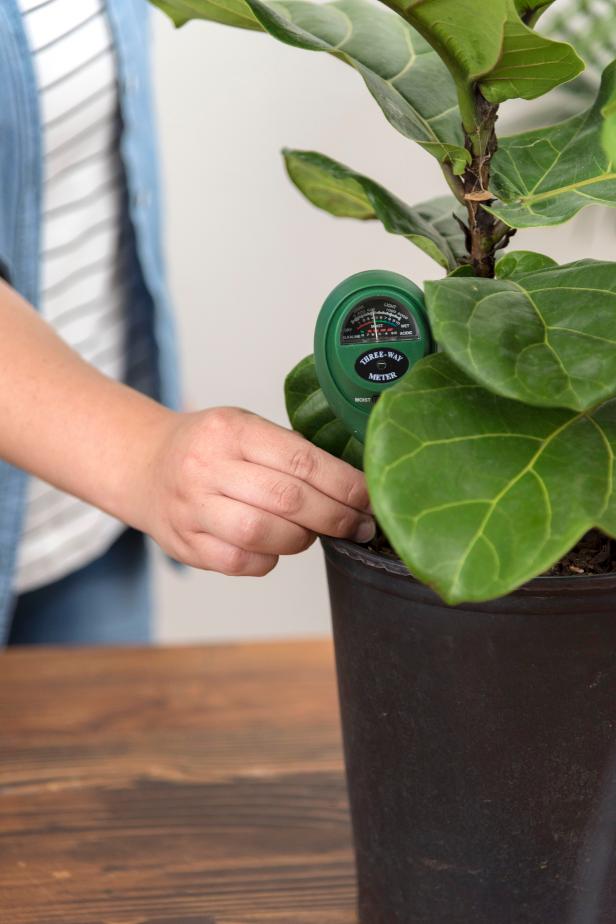 Not sure when to water your fiddle leaf fig? Simply insert your finger into the top 2 inches of soil. If it’s still wet, leave it alone. Don't trust yourself? Buy an inexpensive soil moisture meter and water when the meter reads almost dry.