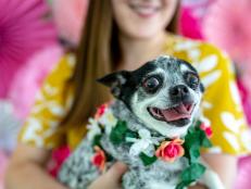 DIY floral dog harness