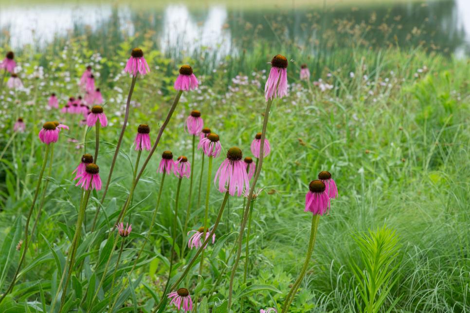 Coneflower In Meadow Native Purple Coneflower