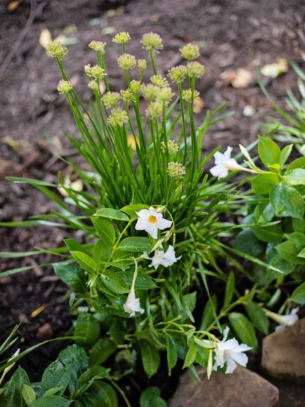 Mandevilla and Monkey Grass