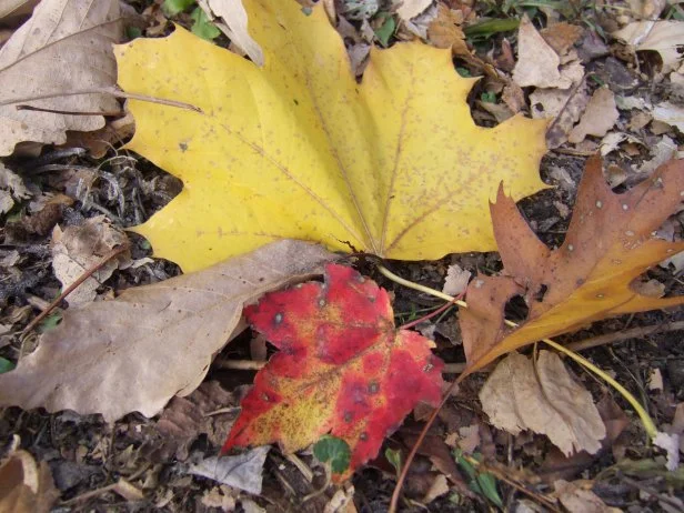 Maple And Oak Leaves Fall Leaves
