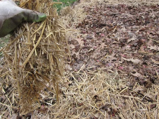 Oak Leaves With Straw Adding Fall Leaves To Vegetable Garden