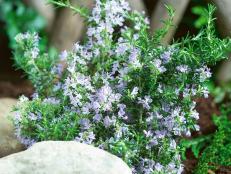 Rosemary Herb In Bloom