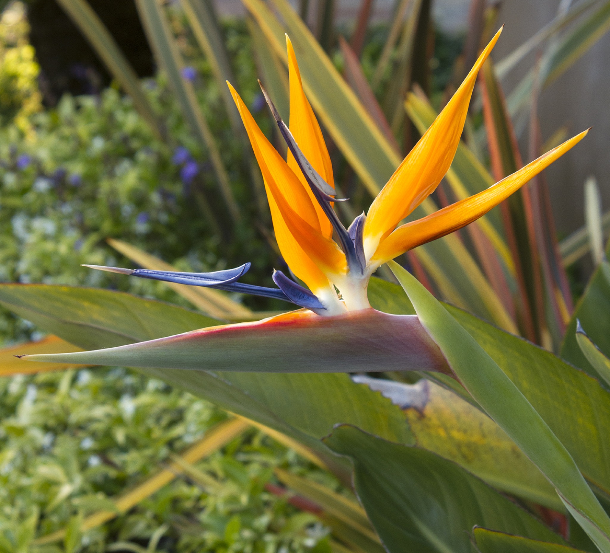 bird of paradise plant download free