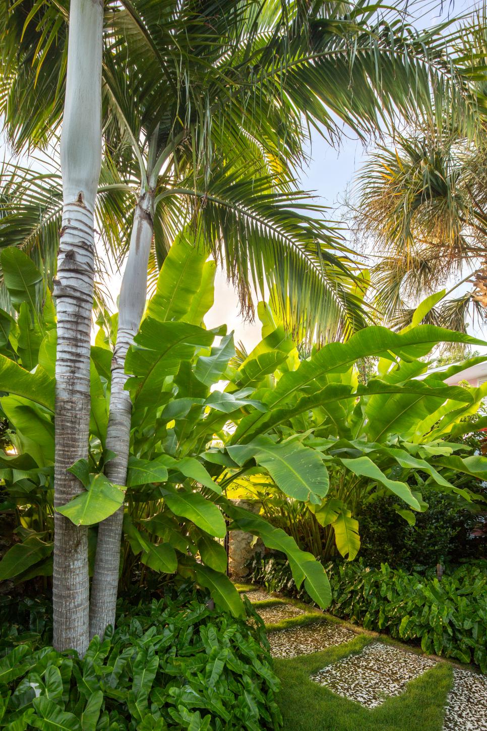 Walkway and Tropical Garden Walkway and Tropical Garden