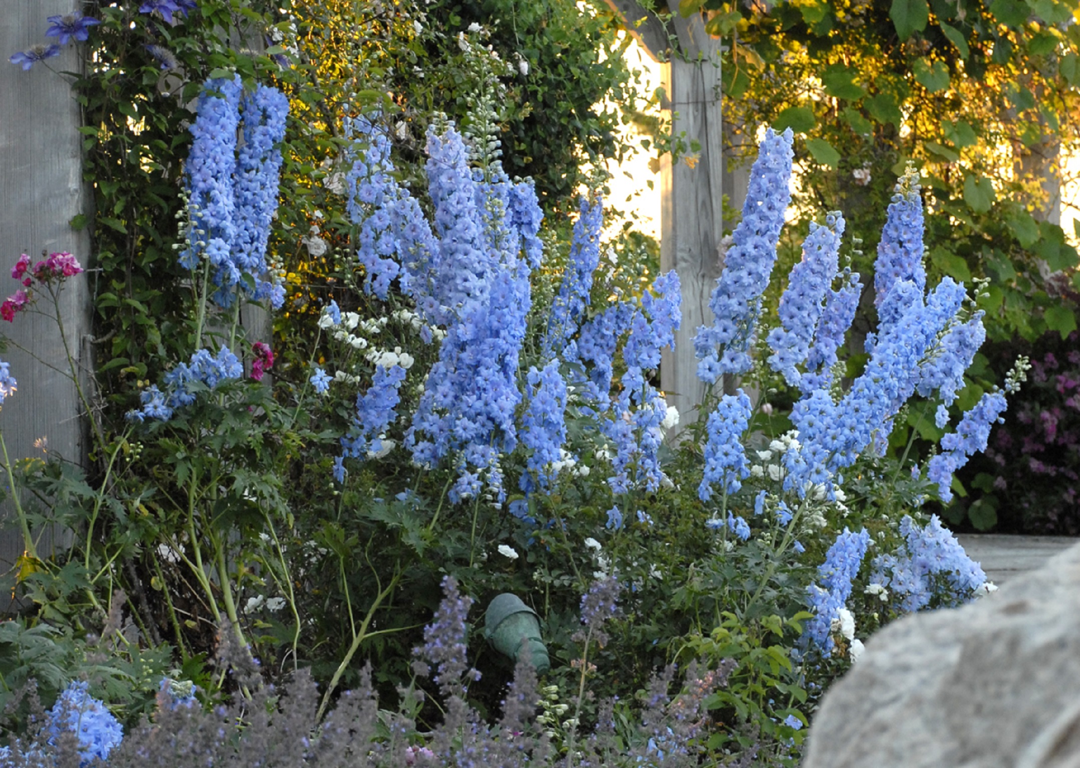 Дельфиниум Blue Lace