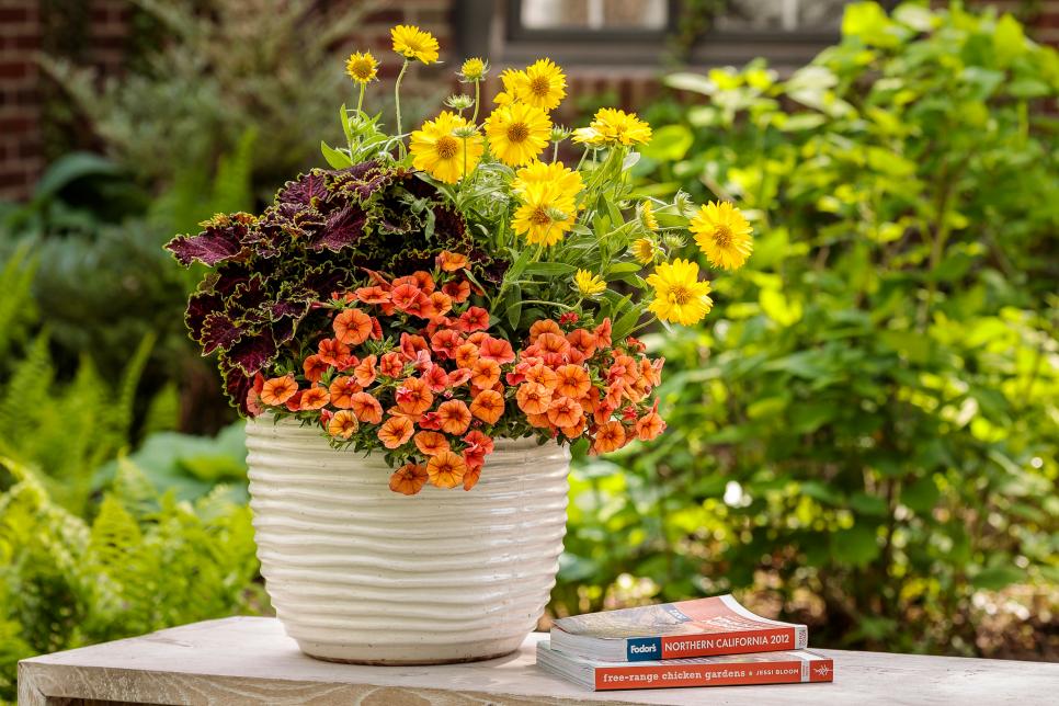 How to Grow Blanket Flower and Pictures of the Different Varieties HGTV