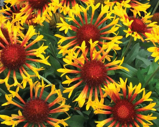 Bicolor Perennial Native